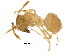 ( - BIOUG33404-F08)  @13 [ ] CreativeCommons - Attribution (2017) CBG Photography Group Centre for Biodiversity Genomics