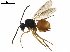  ( - BIOUG33912-A04)  @11 [ ] CreativeCommons - Attribution (2020) CBG Photography Group Centre for Biodiversity Genomics