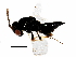  (Heteroschema - BIOUG33917-C12)  @14 [ ] CreativeCommons - Attribution (2017) CBG Photography Group Centre for Biodiversity Genomics