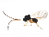  ( - BIOUG33917-H05)  @13 [ ] CreativeCommons - Attribution (2018) CBG Photography Group Centre for Biodiversity Genomics
