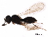  (Tiphodytes - BIOUG34472-F05)  @13 [ ] CreativeCommons - Attribution (2017) CBG Photography Group Centre for Biodiversity Genomics