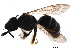  ( - BIOUG32787-B04)  @12 [ ] CreativeCommons - Attribution (2018) CBG Photography Group Centre for Biodiversity Genomics