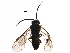  ( - BIOUG33892-E05)  @13 [ ] CreativeCommons - Attribution (2017) CBG Photography Group Centre for Biodiversity Genomics