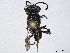  ( - BIOUG34605-D10)  @11 [ ] CreativeCommons - Attribution (2022) CBG Photography Group Centre for Biodiversity Genomics