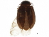  (Contacyphon punctatus - BIOUG35543-E06)  @15 [ ] CreativeCommons - Attribution (2018) CBG Photography Group Centre for Biodiversity Genomics