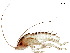  ( - BIOUG35545-A09)  @11 [ ] CreativeCommons - Attribution (2018) CBG Photography Group Centre for Biodiversity Genomics