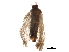  ( - BIOUG35570-H11)  @11 [ ] CreativeCommons - Attribution (2018) CBG Photography Group Centre for Biodiversity Genomics