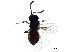  ( - BIOUG35518-A03)  @13 [ ] CreativeCommons - Attribution (2019) CBG Photography Group Centre for Biodiversity Genomics