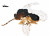  (Synergus lignicola - BIOUG35694-D02)  @14 [ ] CreativeCommons - Attribution (2018) CBG Photography Group Centre for Biodiversity Genomics
