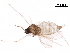  ( - BIOUG35521-C10)  @11 [ ] CreativeCommons - Attribution (2018) CBG Photography Group Centre for Biodiversity Genomics