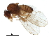  ( - BIOUG34071-C10)  @14 [ ] CreativeCommons - Attribution (2019) CBG Photography Group Centre for Biodiversity Genomics