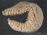  ( - BIOUG09877-F01)  @13 [ ] CreativeCommons - Attribution (2014) CBG Photography Group Centre for Biodiversity Genomics