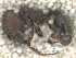  ( - MACN-Bar-Ins-ct 07797)  @11 [ ] Copyright (2018) MACN Museo Argentino de Ciencias Naturales "Bernardino Rivadavia"