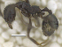  (Pheidole oxyops - MACN-Bar-Ins-ct 07804)  @12 [ ] Copyright (2018) MACN Museo Argentino de Ciencias Naturales "Bernardino Rivadavia"