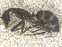  ( - MACN-Bar-Ins-ct 07816)  @11 [ ] Copyright (2018) MACN Museo Argentino de Ciencias Naturales "Bernardino Rivadavia"