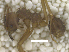  ( - MACN-Bar-Ins-ct 07889)  @11 [ ] Copyright (2018) MACN Museo Argentino de Ciencias Naturales "Bernardino Rivadavia"