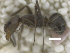  (Dorymyrmex brunneus - MACN-Bar-Ins-ct 07906)  @12 [ ] Copyright (2018) MACN Museo Argentino de Ciencias Naturales "Bernardino Rivadavia"
