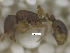  (Rogeria besucheti - MACN-Bar-Ins-ct 07925)  @11 [ ] Copyright (2018) MACN Museo Argentino de Ciencias Naturales "Bernardino Rivadavia"