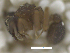  ( - MACN-Bar-Ins-ct 07935)  @12 [ ] Copyright (2018) MACN Museo Argentino de Ciencias Naturales "Bernardino Rivadavia"