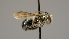  ( - OSAC_0001252198)  @11 [ ] CreativeCommons  Attribution (by) (2022) Pollinator Health Lab Oregon State University