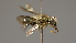  ( - OSAC_0001252204)  @11 [ ] CreativeCommons  Attribution (by) (2022) Pollinator Health Lab Oregon State University