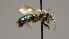  ( - OSAC_0001252209)  @11 [ ] CreativeCommons  Attribution (by) (2022) Pollinator Health Lab Oregon State University