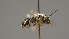  ( - OSAC_0001252210)  @11 [ ] CreativeCommons  Attribution (by) (2022) Pollinator Health Lab Oregon State University
