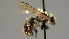  ( - OSAC_0001252216)  @11 [ ] CreativeCommons  Attribution (by) (2022) Pollinator Health Lab Oregon State University