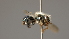  ( - OSAC_0001252282)  @11 [ ] CreativeCommons  Attribution (by) (2022) Pollinator Health Lab Oregon State University