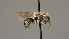  ( - OSAC_0001252283)  @11 [ ] CreativeCommons  Attribution (by) (2022) Pollinator Health Lab Oregon State University