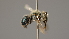  ( - OSAC_0001252288)  @11 [ ] CreativeCommons  Attribution (by) (2022) Pollinator Health Lab Oregon State University