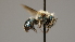  ( - OSAC_0001252289)  @11 [ ] CreativeCommons  Attribution (by) (2022) Pollinator Health Lab Oregon State University