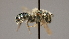  ( - OSAC_0001252300)  @11 [ ] CreativeCommons  Attribution (by) (2022) Pollinator Health Lab Oregon State University