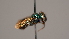  ( - OSAC_0001252313)  @11 [ ] CreativeCommons  Attribution (by) (2022) Pollinator Health Lab Oregon State University