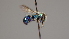  ( - OSAC_0001252321)  @11 [ ] CreativeCommons  Attribution (by) (2022) Pollinator Health Lab Oregon State University