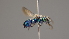 ( - OSAC_0001252323)  @11 [ ] CreativeCommons  Attribution (by) (2022) Pollinator Health Lab Oregon State University