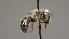  (Osmia sladeni - OSAC_0001252332)  @11 [ ] CreativeCommons  Attribution (by) (2022) Pollinator Health Lab Oregon State University