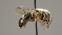  ( - OSAC_0001252341)  @11 [ ] CreativeCommons  Attribution (by) (2022) Pollinator Health Lab Oregon State University
