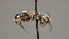  ( - OSAC_0001252333)  @11 [ ] CreativeCommons  Attribution (by) (2022) Pollinator Health Lab Oregon State University