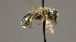  ( - OSAC_0001252344)  @11 [ ] CreativeCommons  Attribution (by) (2022) Pollinator Health Lab Oregon State University