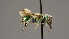  ( - OSAC_0001252365)  @11 [ ] CreativeCommons  Attribution (by) (2022) Pollinator Health Lab Oregon State University
