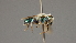  ( - OSAC_0001252370)  @11 [ ] CreativeCommons  Attribution (by) (2022) Pollinator Health Lab Oregon State University