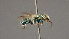  ( - OSAC_0001252371)  @11 [ ] CreativeCommons  Attribution (by) (2022) Pollinator Health Lab Oregon State University