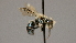  ( - OSAC_0001252389)  @11 [ ] CreativeCommons  Attribution (by) (2022) Pollinator Health Lab Oregon State University