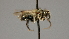  ( - OSAC_0001252385)  @11 [ ] CreativeCommons  Attribution (by) (2022) Pollinator Health Lab Oregon State University