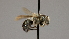  ( - OSAC_0001252386)  @11 [ ] CreativeCommons  Attribution (by) (2022) Pollinator Health Lab Oregon State University