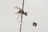  ( - OSAC_0001252001)  @11 [ ] CreativeCommons  Attribution (by) (2021) Pollinator Health Lab Oregon State University