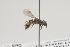  ( - OSAC_0001252010)  @11 [ ] CreativeCommons  Attribution (by) (2021) Pollinator Health Lab Oregon State University