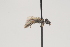  ( - OSAC_0001252005)  @11 [ ] CreativeCommons  Attribution (by) (2021) Pollinator Health Lab Oregon State University