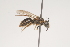  ( - OSAC_0001252022)  @11 [ ] CreativeCommons  Attribution (by) (2021) Pollinator Health Lab Oregon State University